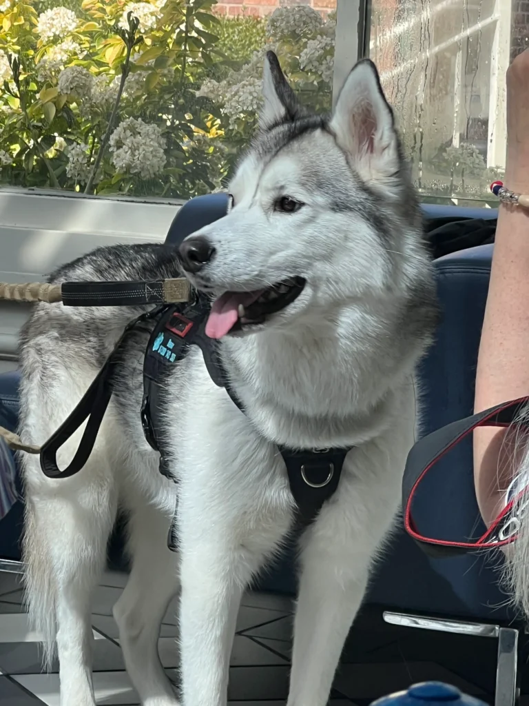 Pet inclusion Dog