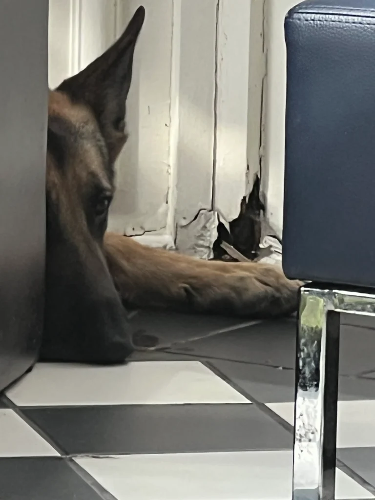Pet inclusion Dog