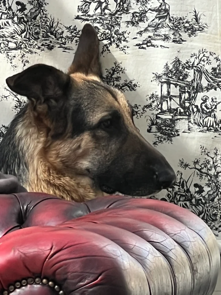 Pet inclusion Dog